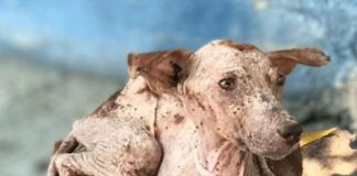A Starving Dog’s Heartwarming Transformation Through Love and Care