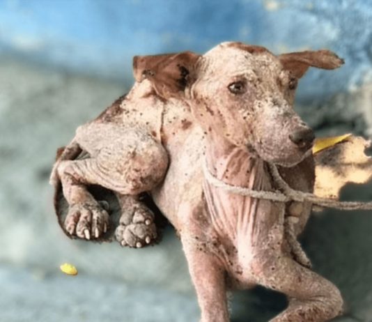 A Starving Dog’s Heartwarming Transformation Through Love and Care