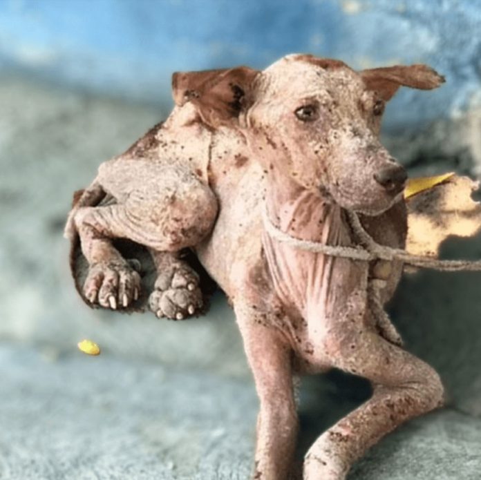 A Starving Dog’s Heartwarming Transformation Through Love and Care