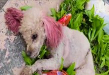 Heroic Vet’s Swift Response Saves Injured Dog, Teddy, Paving Path to Recovery