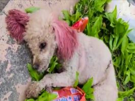 Heroic Vet’s Swift Response Saves Injured Dog, Teddy, Paving Path to Recovery