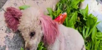 Heroic Vet’s Swift Response Saves Injured Dog, Teddy, Paving Path to Recovery