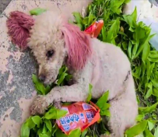 Heroic Vet’s Swift Response Saves Injured Dog, Teddy, Paving Path to Recovery