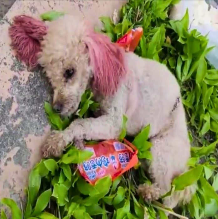 Heroic Vet’s Swift Response Saves Injured Dog, Teddy, Paving Path to Recovery