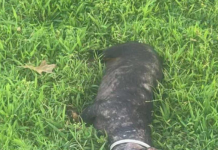 Help Us Save This Brave Little Soul