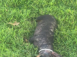 Help Us Save This Brave Little Soul
