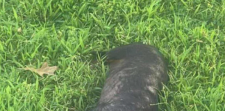 Help Us Save This Brave Little Soul