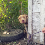 Dog Chained In Abandoned Backyard Can't Believe He's Finally Being Rescued
