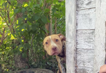 Dog Chained In Abandoned Backyard Can't Believe He's Finally Being Rescued