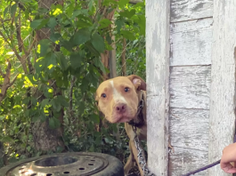 Dog Chained In Abandoned Backyard Can't Believe He's Finally Being Rescued