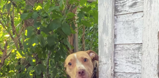 Dog Chained In Abandoned Backyard Can't Believe He's Finally Being Rescued