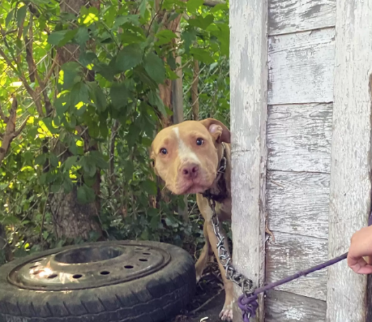 Dog Chained In Abandoned Backyard Can't Believe He's Finally Being Rescued