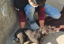 Joey, the Two-Legged Pup Who Proves Joy Can’t Be Stopped