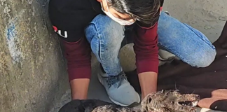 Joey, the Two-Legged Pup Who Proves Joy Can’t Be Stopped
