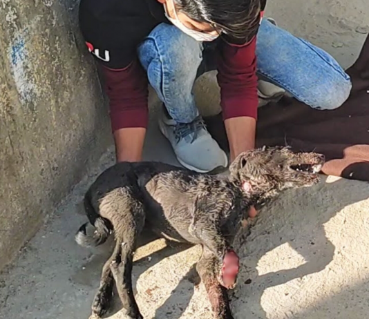 Joey, the Two-Legged Pup Who Proves Joy Can’t Be Stopped