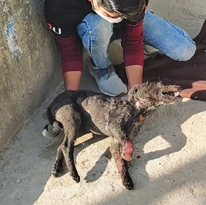 Joey, the Two-Legged Pup Who Proves Joy Can’t Be Stopped