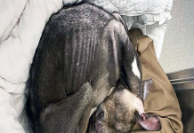 Abandoned Dog Finally Finds Compassion in Las Vegas