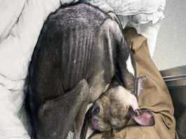Abandoned Dog Finally Finds Compassion in Las Vegas