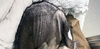 Abandoned Dog Finally Finds Compassion in Las Vegas