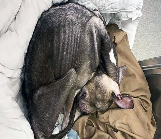 Abandoned Dog Finally Finds Compassion in Las Vegas