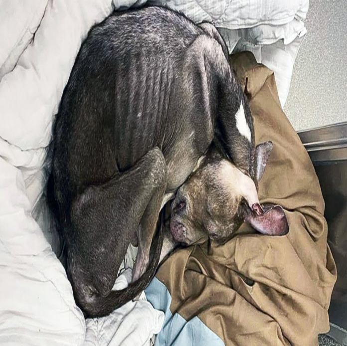 Abandoned Dog Finally Finds Compassion in Las Vegas