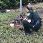 Tied to a Pole and Terrified, Dog Reaches Out His Paw to the Cop Who Came to Save Him