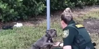 Tied to a Pole and Terrified, Dog Reaches Out His Paw to the Cop Who Came to Save Him