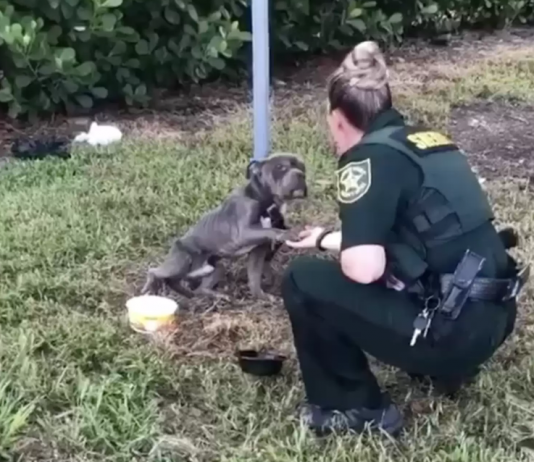 Tied to a Pole and Terrified, Dog Reaches Out His Paw to the Cop Who Came to Save Him