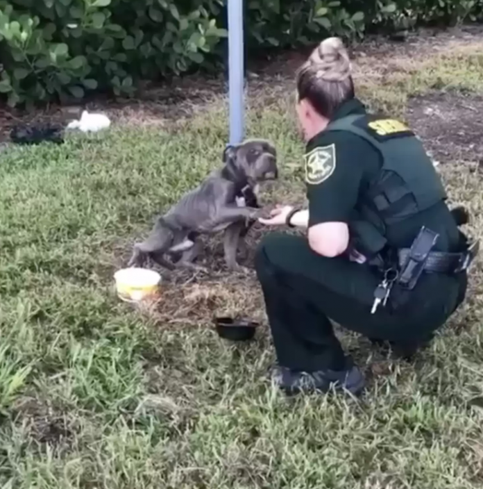 Tied to a Pole and Terrified, Dog Reaches Out His Paw to the Cop Who Came to Save Him