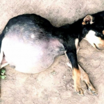 Starving Puppies Forced to Eat Dirt Fight for Their Lives and Find Hope