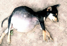 Starving Puppies Forced to Eat Dirt Fight for Their Lives and Find Hope