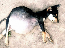 Starving Puppies Forced to Eat Dirt Fight for Their Lives and Find Hope