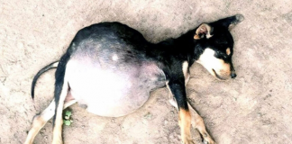 Starving Puppies Forced to Eat Dirt Fight for Their Lives and Find Hope