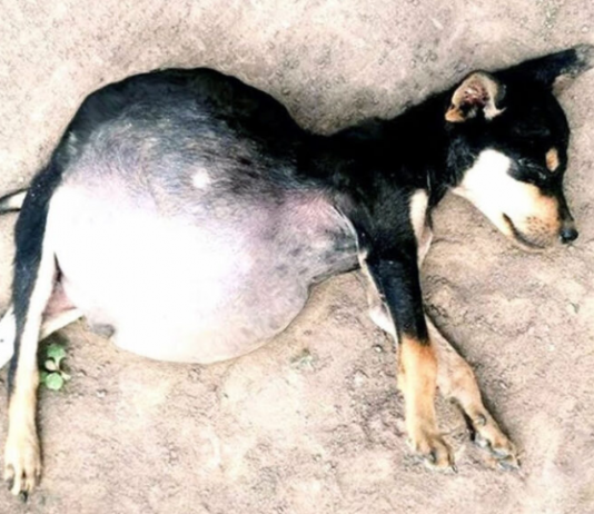 Starving Puppies Forced to Eat Dirt Fight for Their Lives and Find Hope