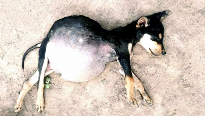 Starving Puppies Forced to Eat Dirt Fight for Their Lives and Find Hope