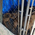 Shelter Puppy Comforts Her Sister With A Hug After Being Rescued – ANIMAL NEWS