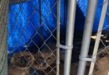 Shelter Puppy Comforts Her Sister With A Hug After Being Rescued – ANIMAL NEWS