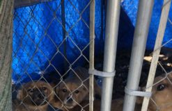 Shelter Puppy Comforts Her Sister With A Hug After Being Rescued – ANIMAL NEWS
