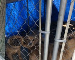 Shelter Puppy Comforts Her Sister With A Hug After Being Rescued – ANIMAL NEWS