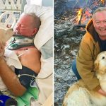 Golden Retriever Saves Owner Life After He Slipped On Ice And Bro.ke His Ne.ck