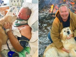 Golden Retriever Saves Owner Life After He Slipped On Ice And Bro.ke His Ne.ck