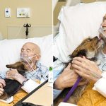 Dʏɪɴɢ Vietnam War Veteran Has Last Wish To Be Reunited With His Dog Granted