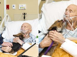 Dʏɪɴɢ Vietnam War Veteran Has Last Wish To Be Reunited With His Dog Granted