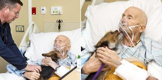 Dʏɪɴɢ Vietnam War Veteran Has Last Wish To Be Reunited With His Dog Granted