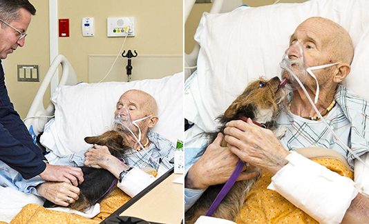 Dʏɪɴɢ Vietnam War Veteran Has Last Wish To Be Reunited With His Dog Granted
