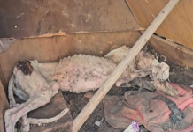 Noah’s Triumph Over Adversity Inspires Animal Protection Mission