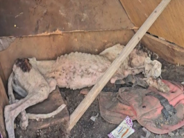 Noah’s Triumph Over Adversity Inspires Animal Protection Mission