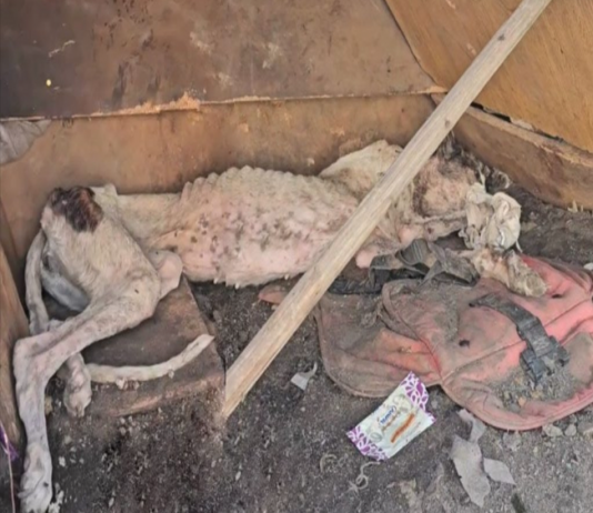 Noah’s Triumph Over Adversity Inspires Animal Protection Mission