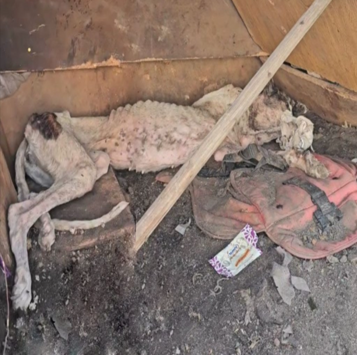 Noah’s Triumph Over Adversity Inspires Animal Protection Mission