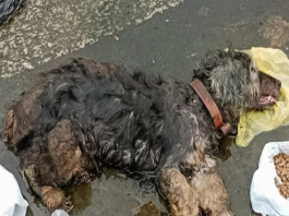 Lipe the Dog’s Heartwarming Rescue Story Inspires Animal Compassion